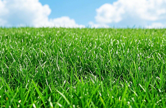 人造草坪